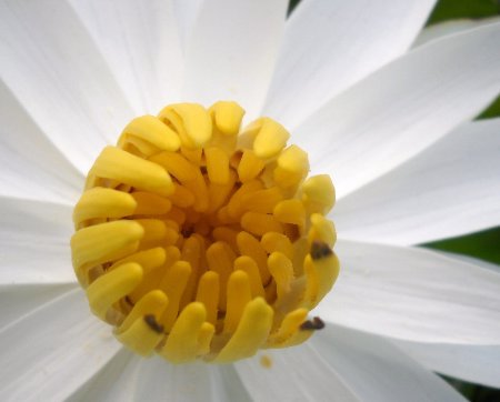 Close-up-center-of-white-water-lily-with-yellow-center
