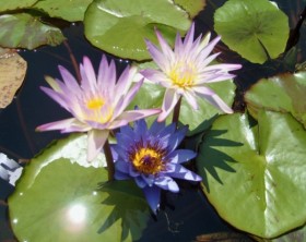 Pink-and-Purple-aquatic-lilies-that-are-edible-by-Lisa-Burns-on Garden-Center-TV
