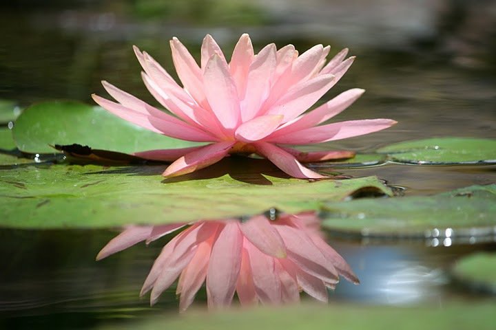 pink water lily floating in a pond