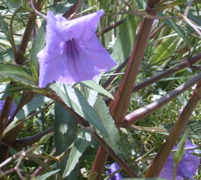Mexican-petunia-ruellia-brittoniana-garden-and-water-plant