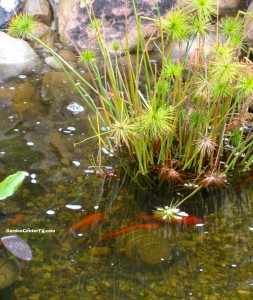 Papayrus-plant-in-pond-with-koi-fish-garden-center-tv