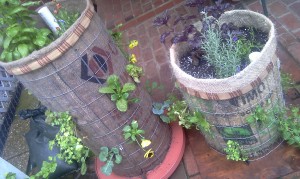 Newly-Planted-Phytopod-Vertical-Containers-with-vegetable-plants