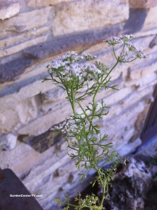 Cilantro-plant-flower-and-seeds-edible-gardencentertv