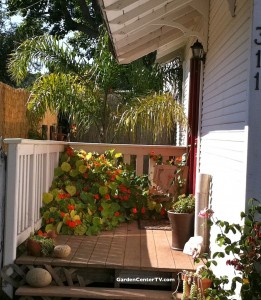 Nasturtium-flowers-on-porch-are-edible-flowers