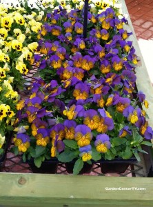 Purple-yellow-viola-flowers-edible-flowers-gardencentertv