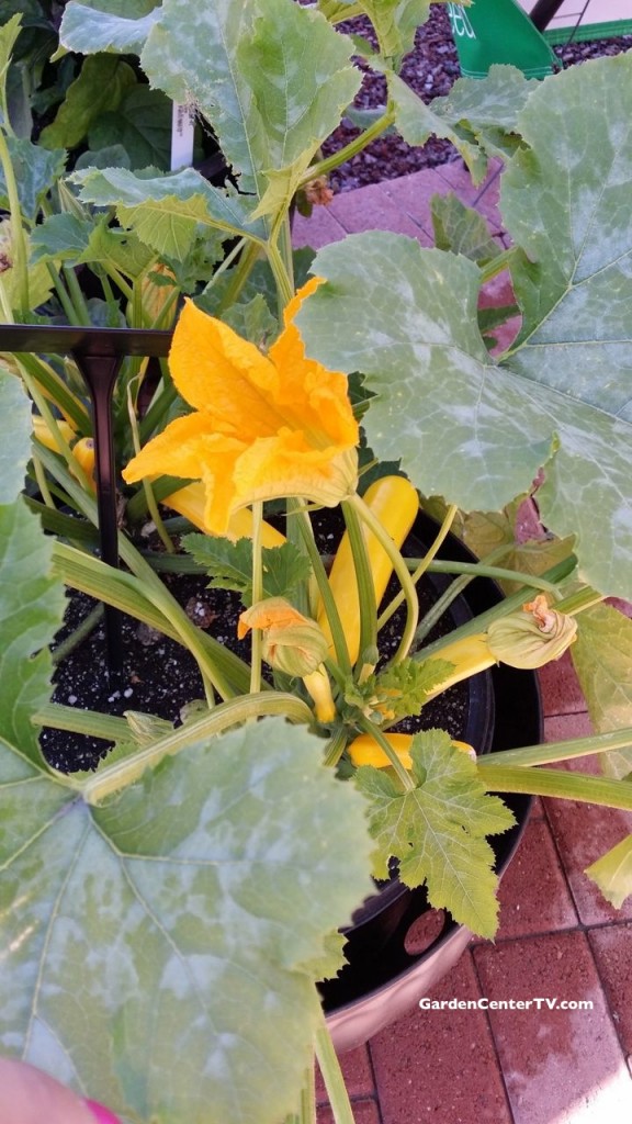 yellow-squash-blossoms-flowers-edible-gardencentertv
