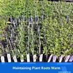 young-plants-rooting-in-tray-stay-warm-through-winter