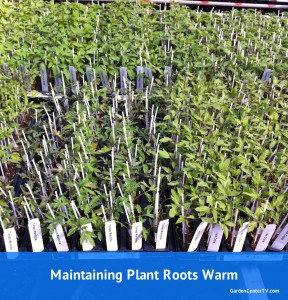young-plants-rooting-in-tray-stay-warm-through-winter