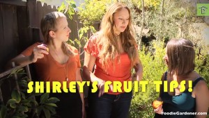 Fruit-trees-for-small-gardens-Foodie-Gardener-shirley-Bovshow-tips