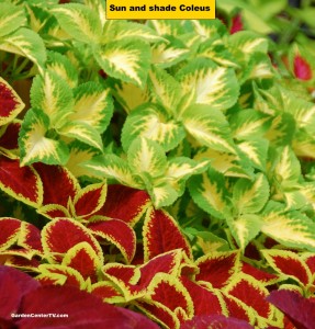 Coleus-foliage-plant-for-sun-or-shade-garden-center-tv