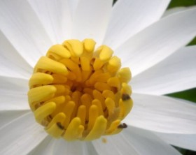 Close-up-center-of-white-water-lily-with-yellow-center
