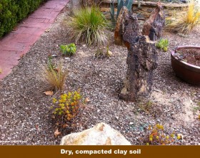 Compacted-clay-soil-in-garden-garden-center-tv