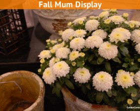 garden-mum-chrysanthemum-in-container-display-gardencentertv