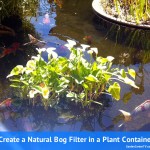 Natural-bog-filter-planter-with-gravel-and-plants-oxygen-tube-to-pump-gardencentertv