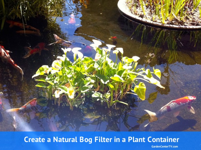 Natural-bog-filter-planter-with-gravel-and-plants-oxygen-tube-to-pump-gardencentertv