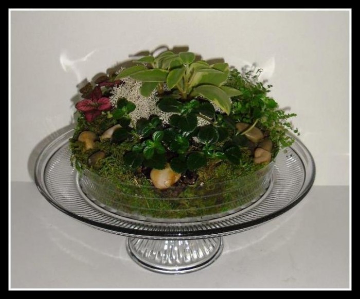 Cake-platter-terrarium-with-small-plants-garden-center-tv