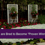 Shirley-Bovshow-How-Plants-Are-Bred-To-Become-Proven-Winners-Plants-Trellis-Container-Gardens