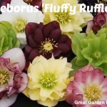 Helleborus 'Fluffy Ruffle' as presented in video by Chris of Great Garden Plants