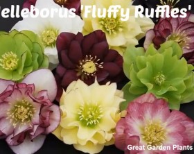 Helleborus 'Fluffy Ruffle' as presented in video by Chris of Great Garden Plants