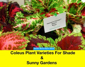 Coleus plant varieties for shade and sunny gardens.