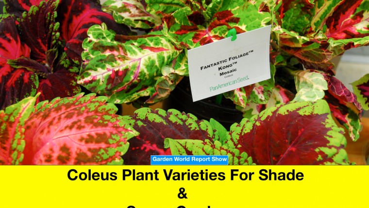 Coleus plant varieties for shade and sunny gardens.
